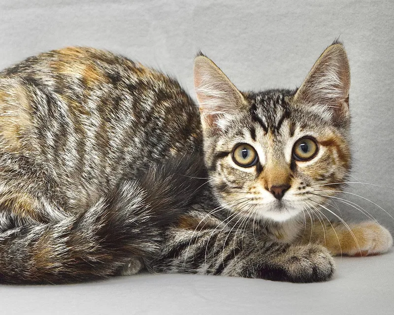 A baby medium-sized female Torbie Domestic Short Hair cat named Ohlone for adoption in Dublin, CA