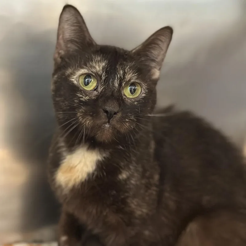 An adult small-sized female Brown / Chocolate Domestic Short Hair cat named Fly for adoption in Matteson, IL