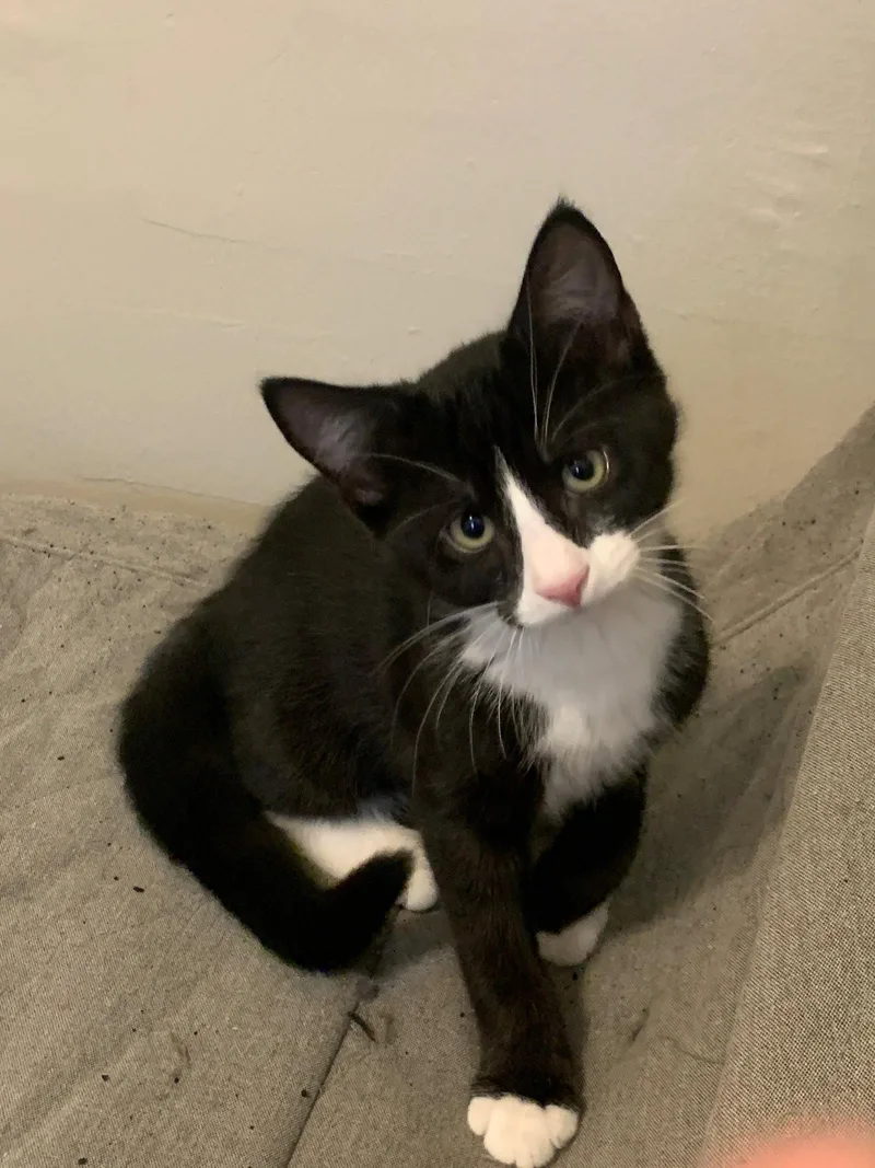 A baby medium-sized male Black & White / Tuxedo Domestic Short Hair cat named Nugget Boy for adoption in Broomall, PA