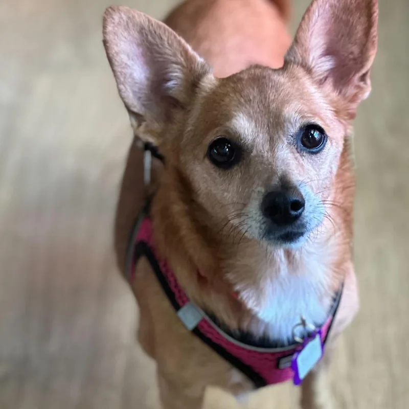 Buffy