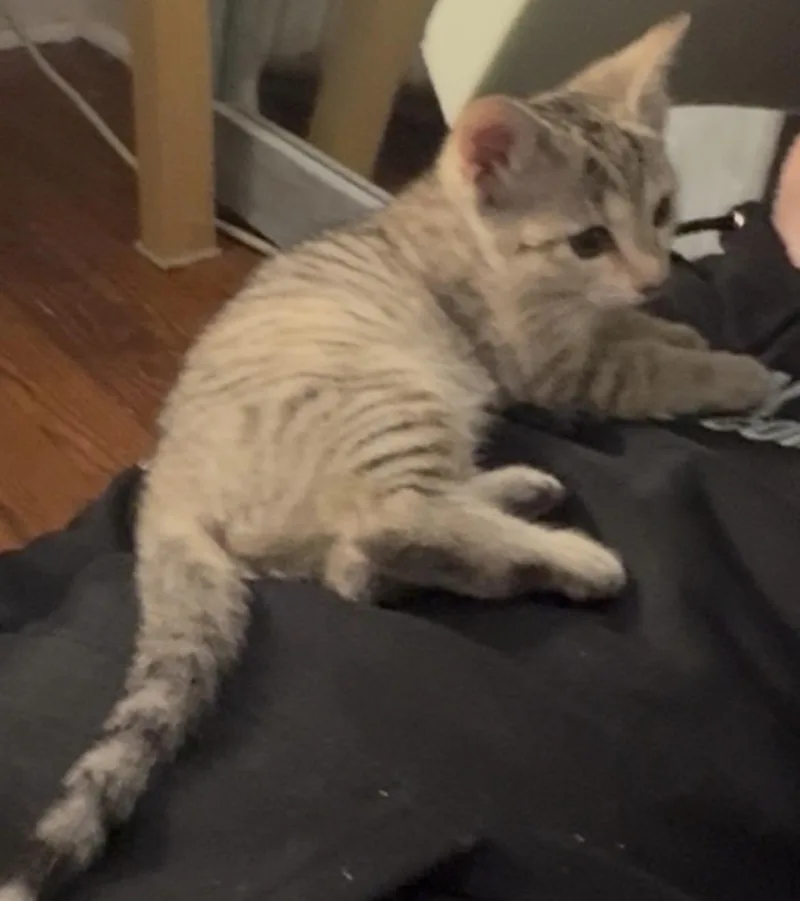 A baby small-sized female Domestic Short Hair cat named Aries for adoption in Havertown, PA