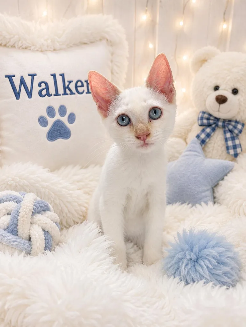 A baby medium-sized male White Siamese cat named Walker for adoption in Tavares, FL