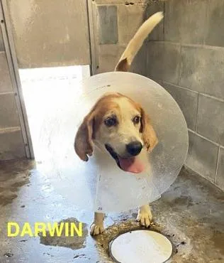 Darwin