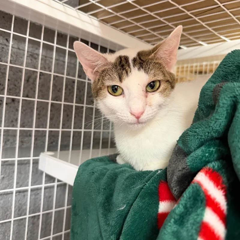 A baby medium-sized female White Domestic Short Hair cat named Mama Ginger Snap for adoption in Middle Village, NY