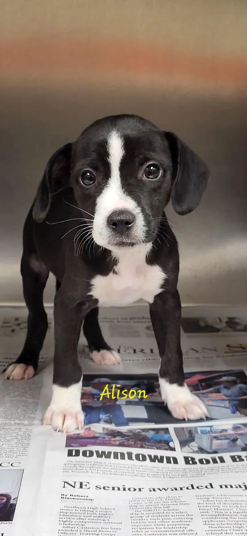 A baby small-sized female Black Mixed Breed dog named Alison for adoption in Marion, MS
