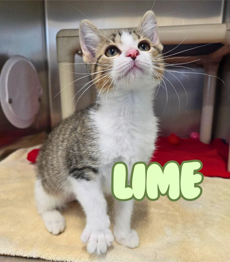 A baby medium-sized female Tabby (Brown / Chocolate) Domestic Short Hair cat named Lime for adoption in Nevada, IA
