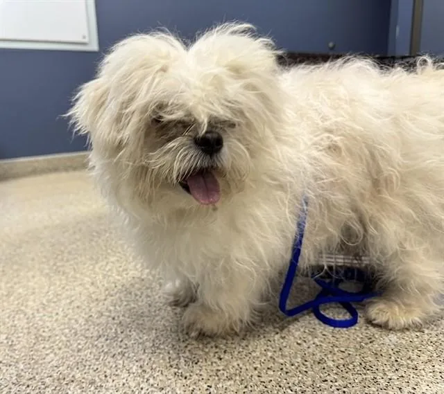 A senior small-sized male Maltese dog named Charlie for adoption in Miami, FL