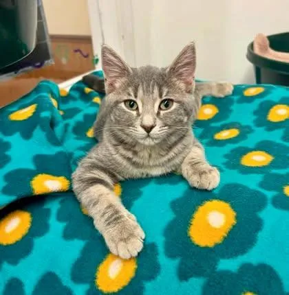 A young medium-sized female Tabby cat named Clover for adoption in Sautee Nacoochee, GA