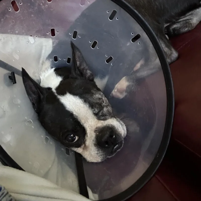 A senior small-sized male White / Cream Boston Terrier dog named The Gorlack for adoption in Fredericksburg, VA