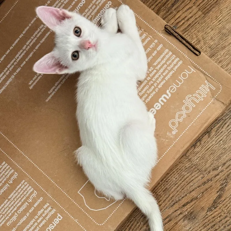 A baby small-sized male White Domestic Short Hair cat named Zavier for adoption in Los Angeles, CA