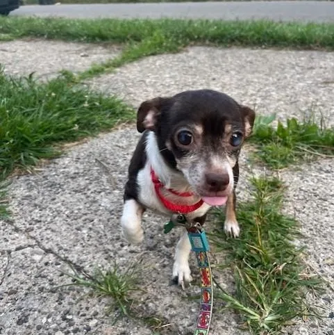 A senior small-sized female Chihuahua dog named Banana for adoption in Toledo, OH