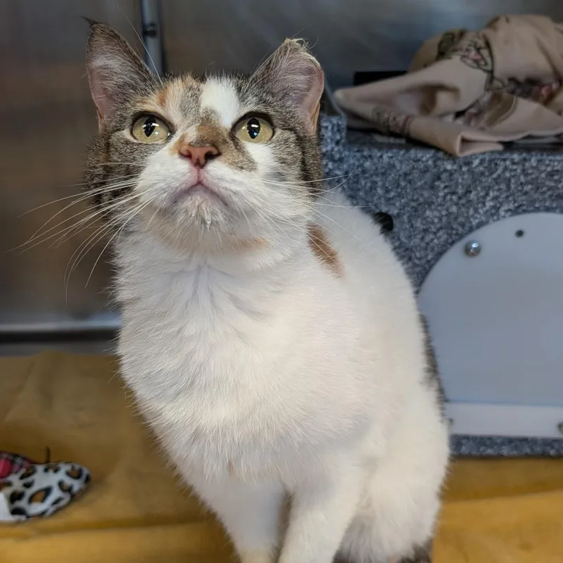 An adult medium-sized female Torbie Domestic Short Hair cat named S'mores for adoption in Birdsboro, PA