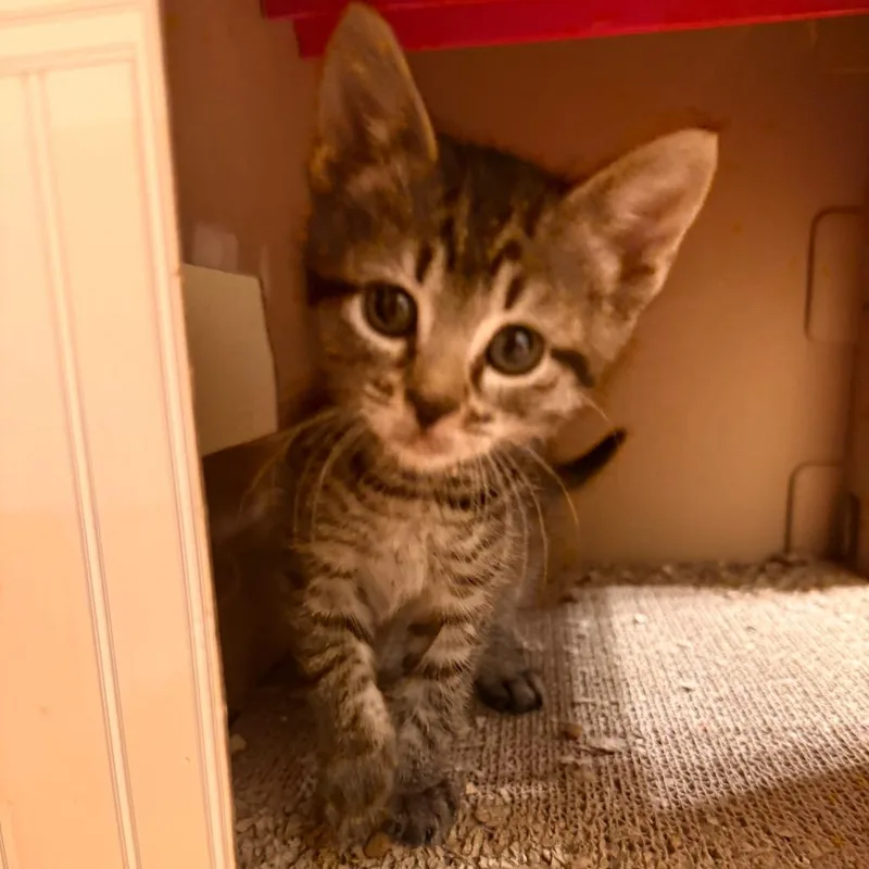 A baby small-sized female Domestic Short Hair cat named Big Tiger for adoption in Maple Falls, WA