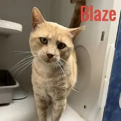 Blaze