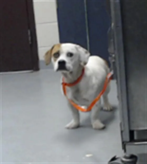 Falcor