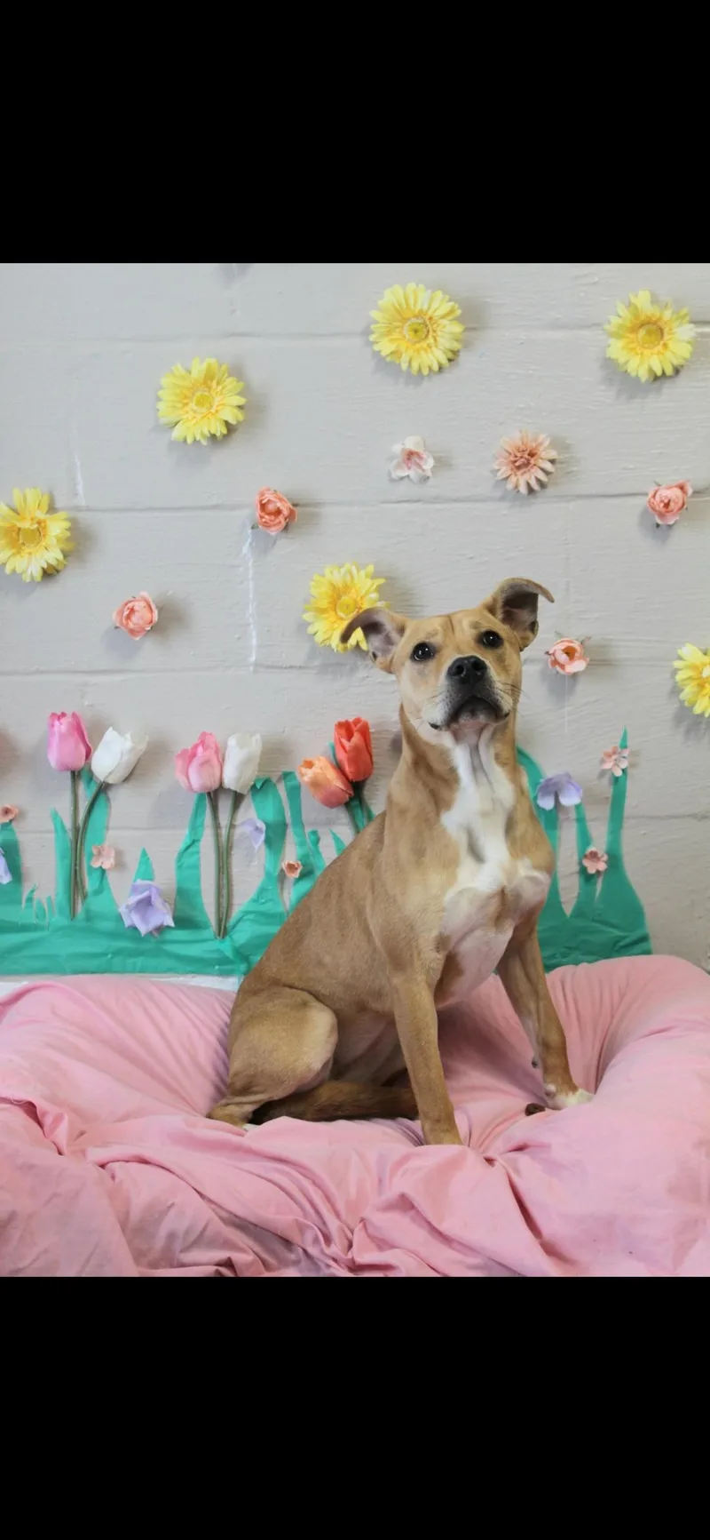 A young medium-sized female Patterdale Terrier / Fell Terrier dog named Hazelnut for adoption in Berea, KY