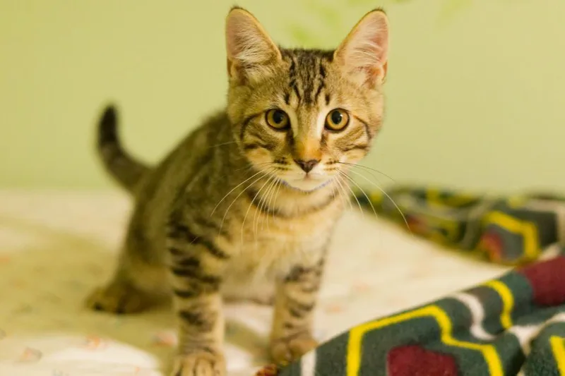 A baby medium-sized male Domestic Short Hair cat named Mortimer for adoption in Hot Springs, AR