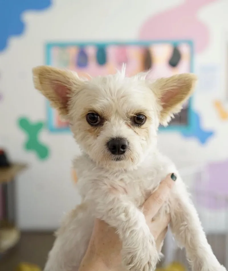 An adult small-sized male Shih Tzu dog named Spanky for adoption in Pasadena, CA