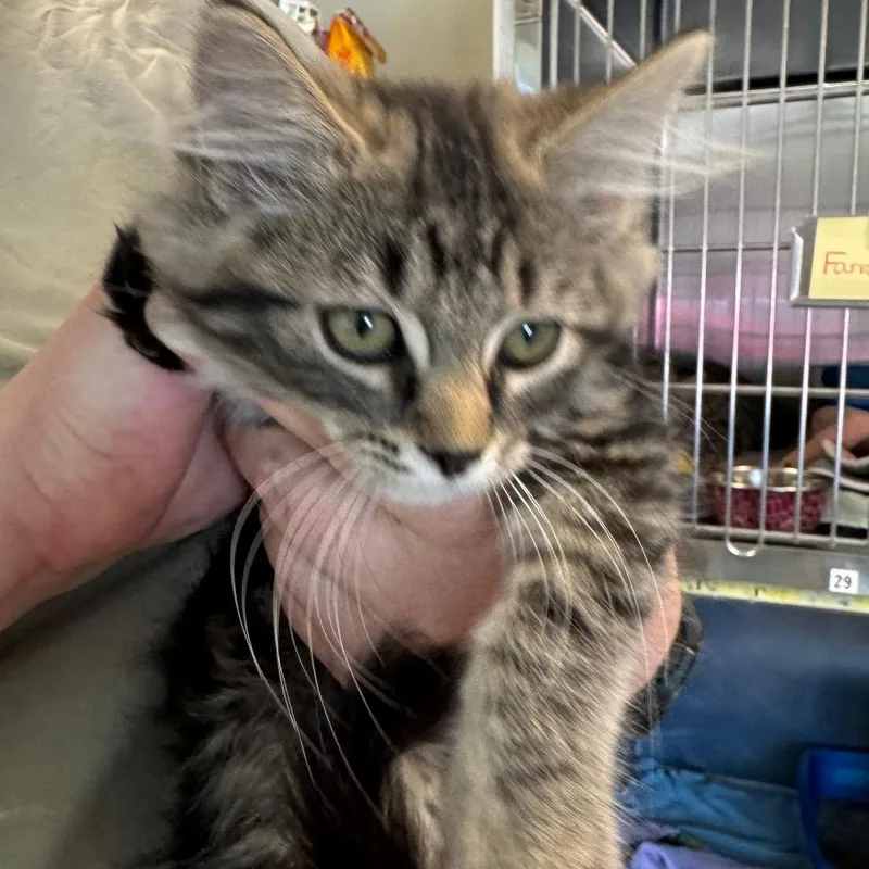 A baby small-sized male Brown / Chocolate Domestic Medium Hair cat named Fitzgerald for adoption in Columbia Station, OH
