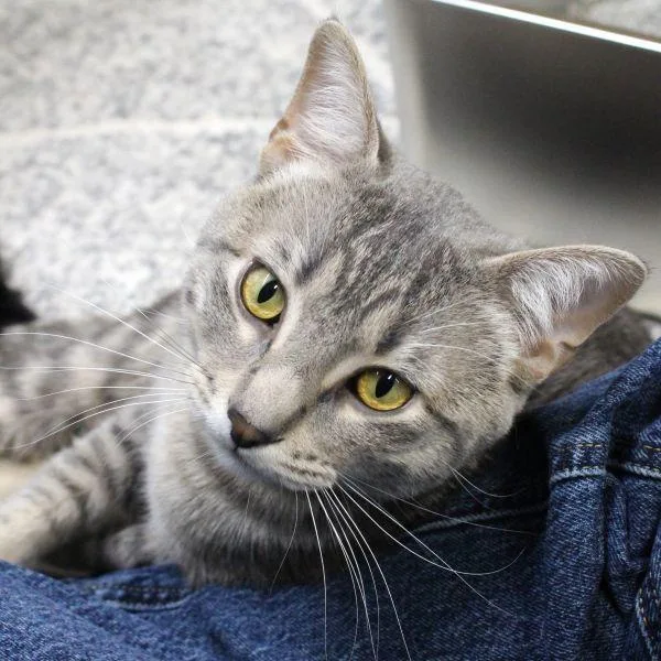 A young medium-sized male Domestic Short Hair cat named Miko Bonded Buddy for adoption in Des Moines, IA