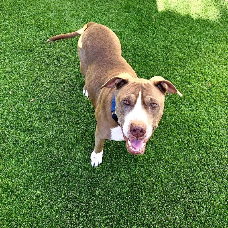 A senior large-sized female American Staffordshire Terrier dog named Bebe for adoption in San Juan Capistrano, CA