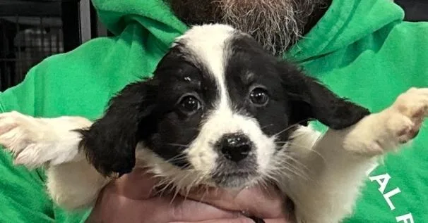 A baby small-sized female Tricolor (Brown, Black, & White) Border Collie dog named Ever for adoption in Papillion, NE