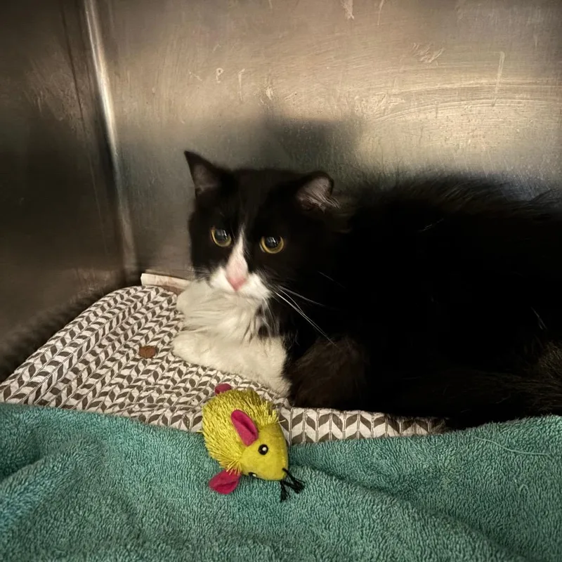 An adult medium-sized male Black Domestic Long Hair cat named Jake for adoption in Charleston, WV