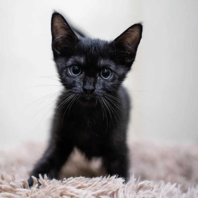 A baby small-sized female Black Domestic Short Hair cat named Jodi for adoption in Gainesville, GA