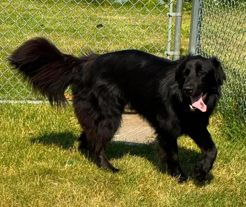 A young large-sized female Black Great Pyrenees dog named Dasha for adoption in Alexandria, MN