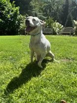 An adult medium-sized female Pit Bull Terrier dog named Piggy for adoption in Cashiers, NC