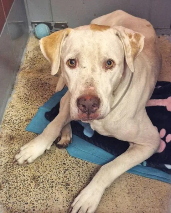 An adult large-sized male Labrador Retriever dog named John for adoption in Houston, TX