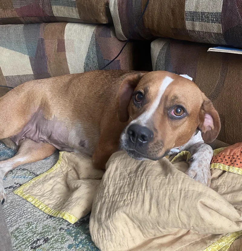 A young medium-sized female Beagle dog named Meadow for adoption in Bryan, TX