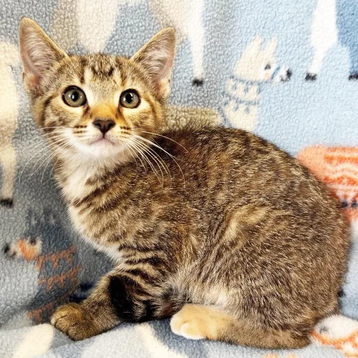 A baby small-sized female Brown / Chocolate Domestic Short Hair cat named Whisky for adoption in Mount Juliet, TN