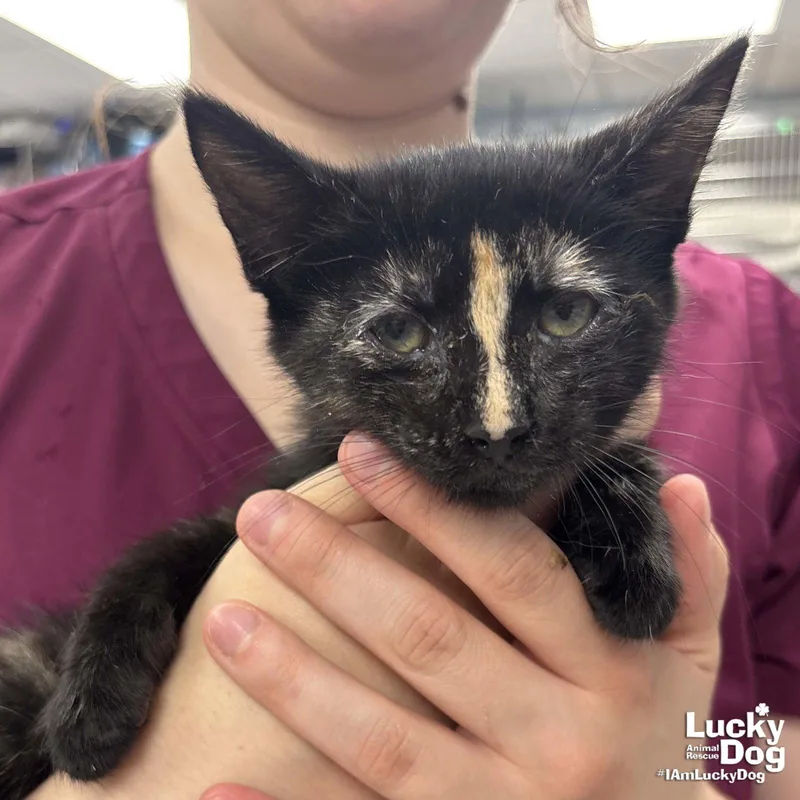 A baby medium-sized female Domestic Short Hair cat named Addie for adoption in Washington, DC