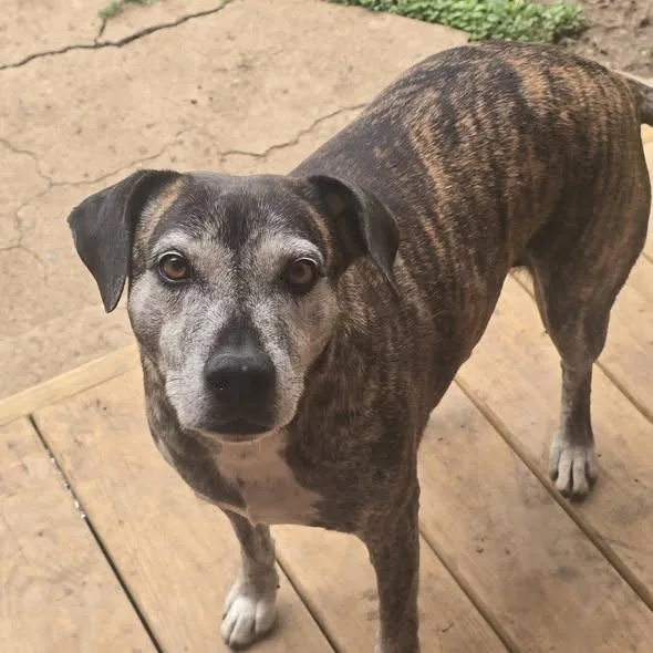 A senior medium-sized female Brindle Mountain Cur dog named Lexi for adoption in Martinsburg, WV