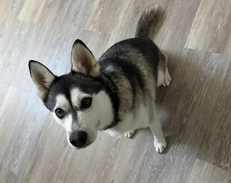 A young medium-sized male Tricolor (Brown, Black, & White) Husky dog named Kai for adoption in Gillsville, GA