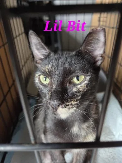A young small-sized female Tortoiseshell Domestic Short Hair cat named Della for adoption in Liverpool, TX