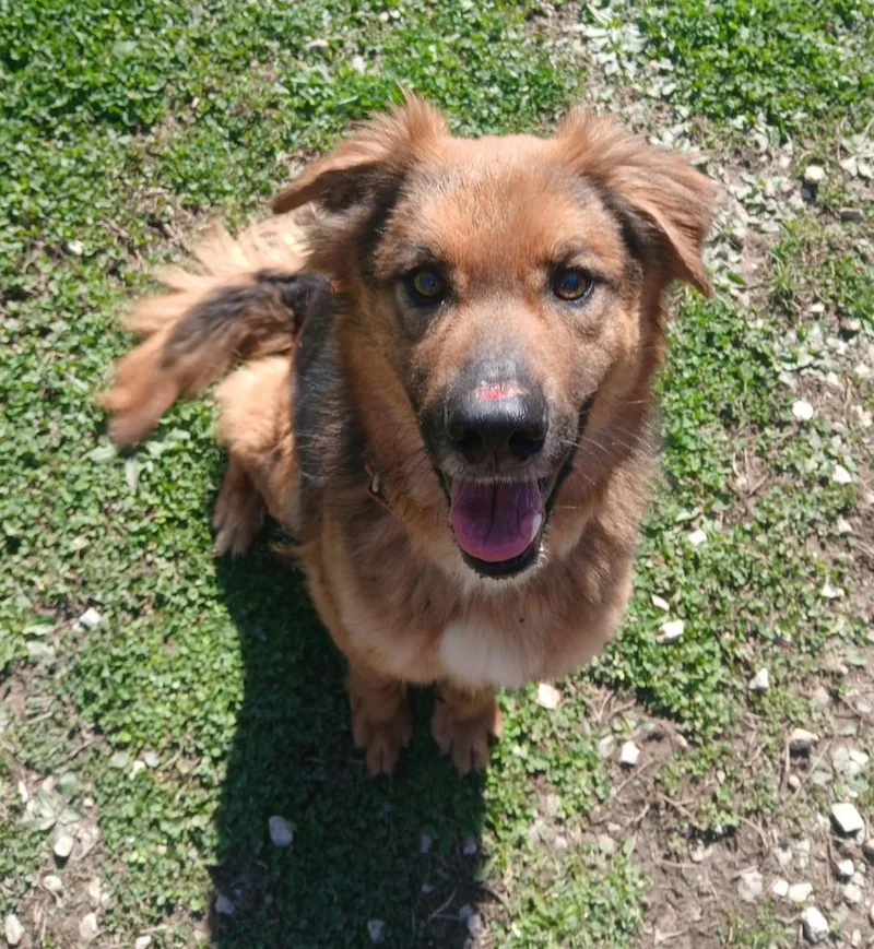 An adult medium-sized male Black Mixed Breed dog named Drake for adoption in Point Pleasant, WV