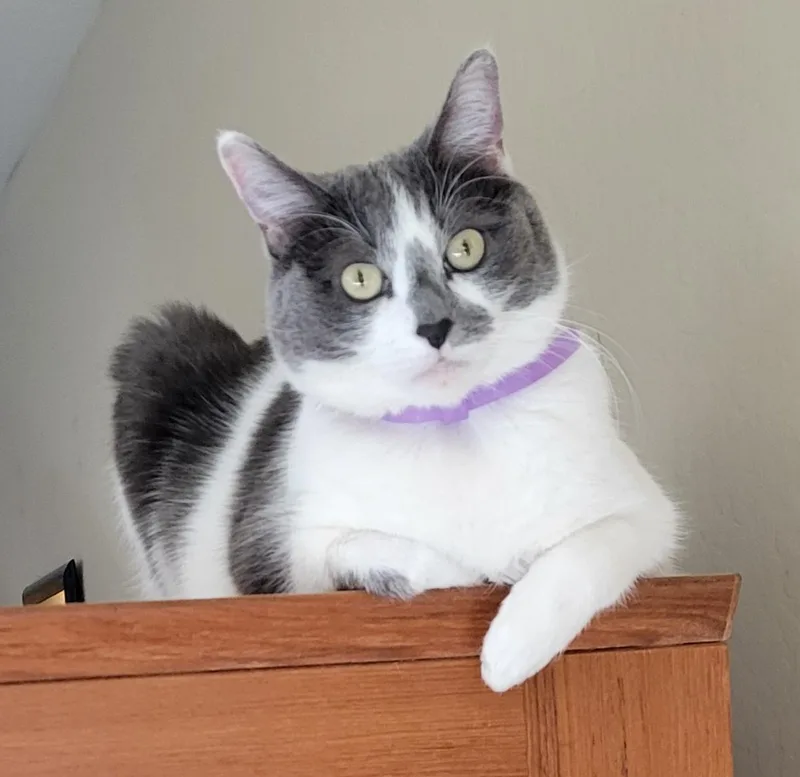 An adult medium-sized female Gray & White Domestic Short Hair cat named Betty F Adult Lap for adoption in Phoenix, AZ