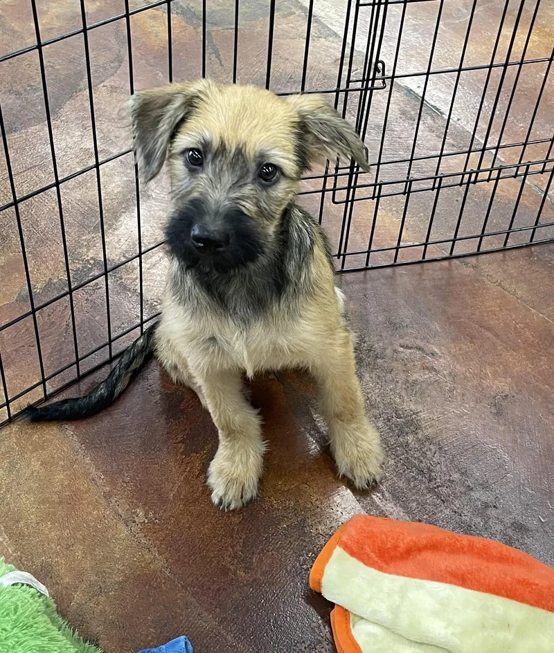 A baby medium-sized male Bicolor Terrier dog named Tom Kat for adoption in Chandler, AZ