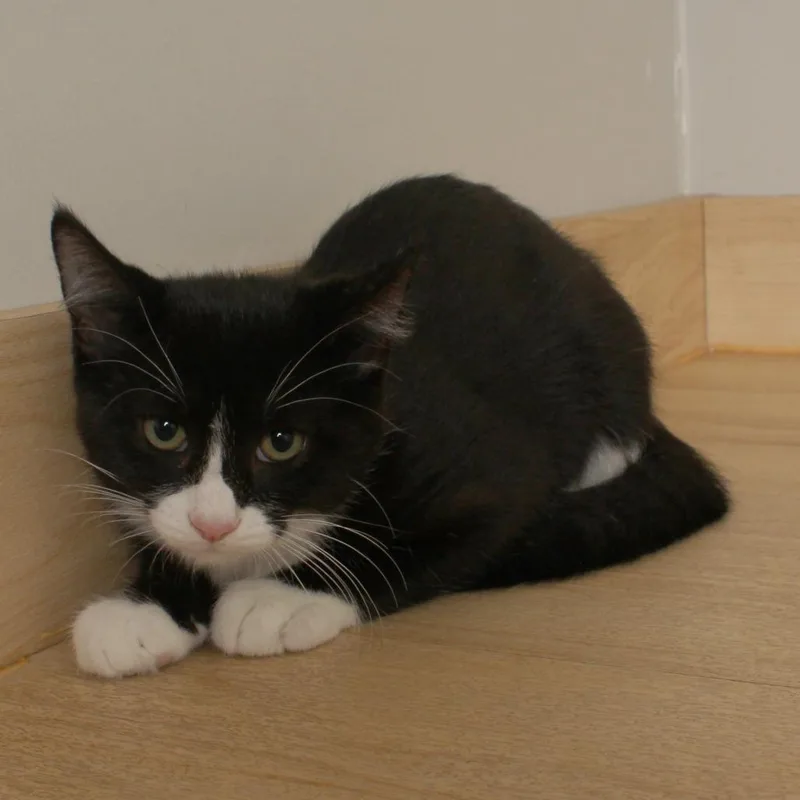 A baby small-sized male Black Domestic Short Hair cat named Ace C for adoption in Minnetonka, MN