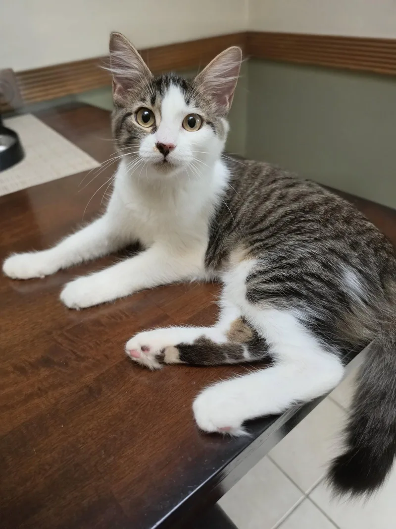 A baby medium-sized female Domestic Short Hair cat named Miss Fluff for adoption in Lake Saint Louis, MO