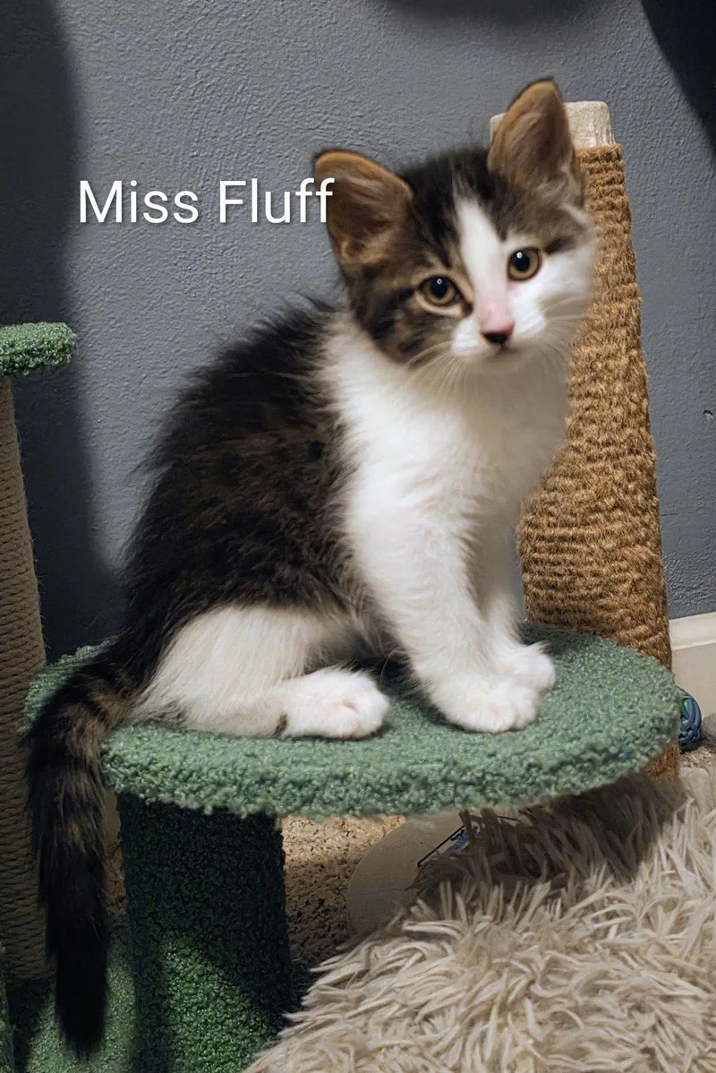 Miss Fluff thumbnail 2