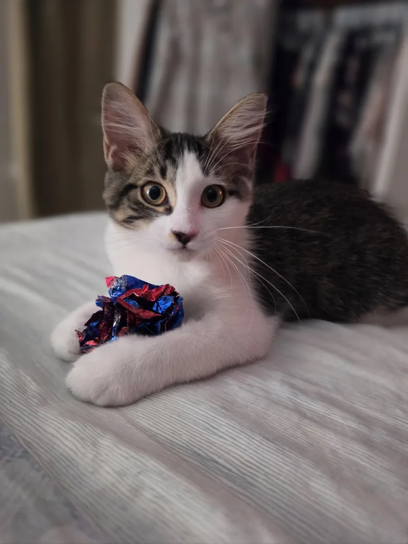 Miss Fluff thumbnail 3