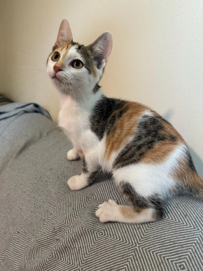 A baby small-sized female Calico Domestic Short Hair cat named Emerald Jade for adoption in Hartville, OH