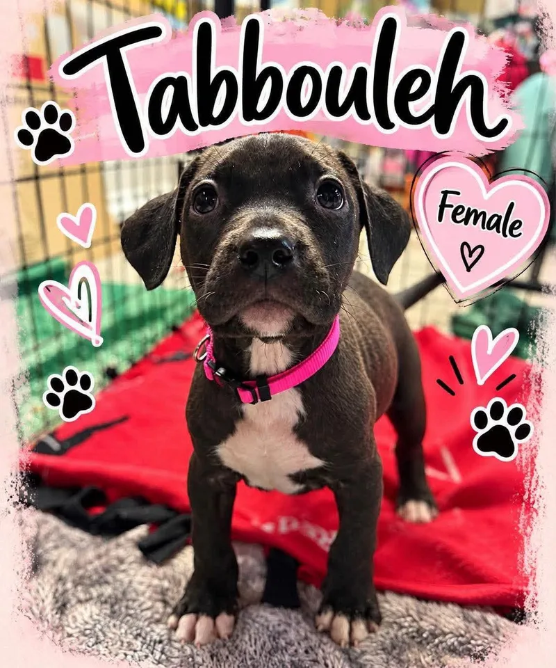 A baby medium-sized female Mixed Breed dog named Tabbouleh for adoption in Pleasant Ridge, MI