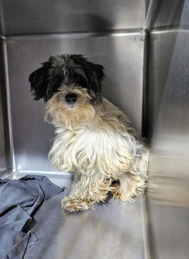A young small-sized male Lhasa Apso dog named River $ for adoption in Milwaukee, WI