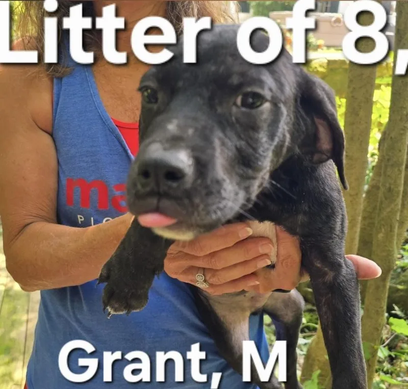 A baby medium-sized male Black Labrador Retriever dog named Grant for adoption in Parma, OH