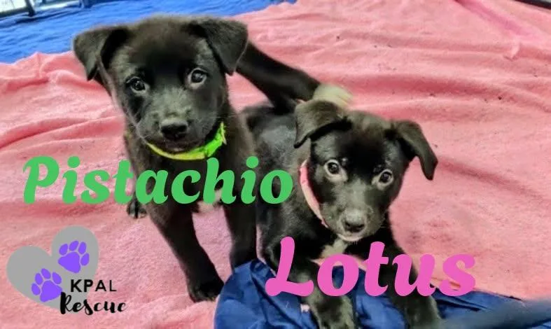 A baby large-sized female Tricolor (Brown, Black, & White) Mixed Breed dog named Lotus Nuts Litter for adoption in Kenai, AK