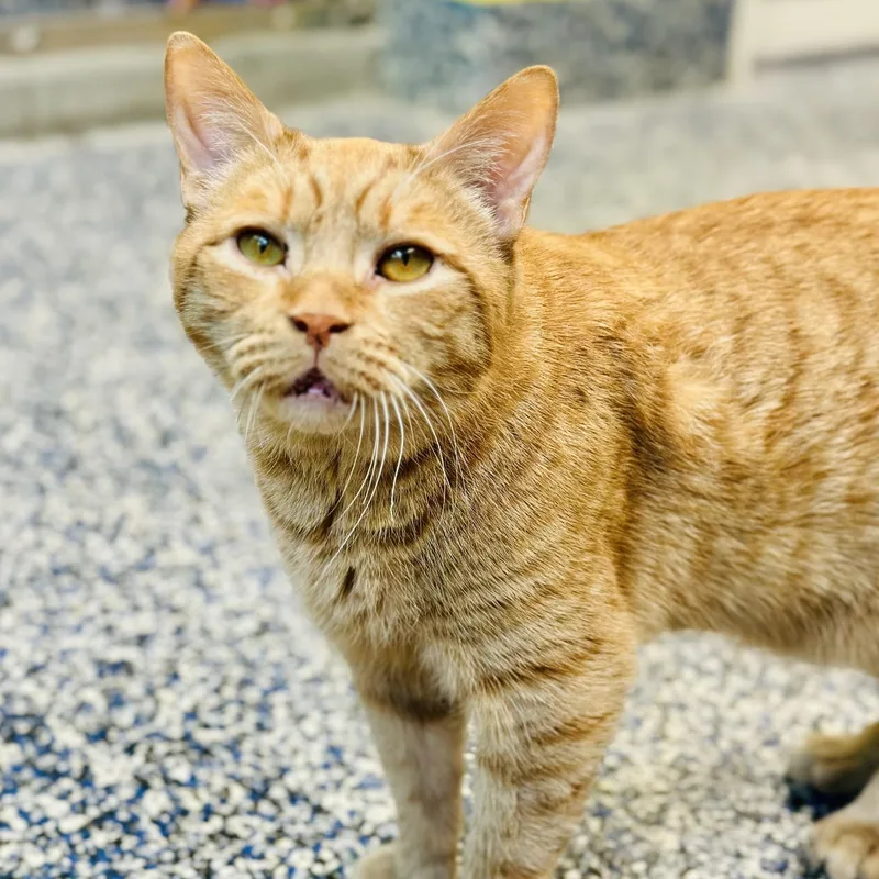 An adult medium-sized male Tabby (Orange / Red) Domestic Short Hair cat named Pudgie for adoption in Jackson, NJ